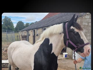 Irish Cob horses Seb the super cob! - Advert 1