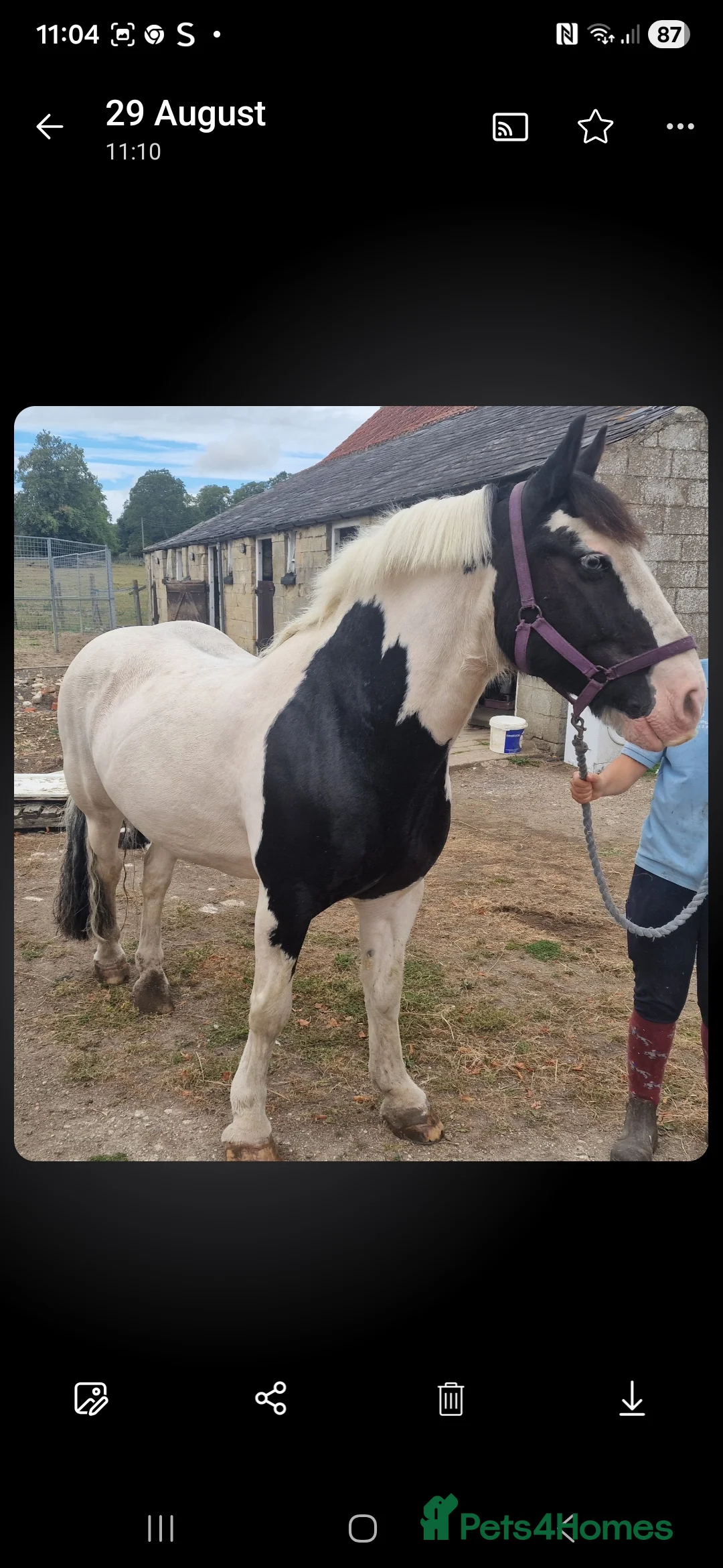 Irish Cob horses for sale: Seb the super cob!  - Advert 1