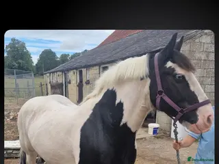Irish Cob horses Seb the super cob! - Advert 15