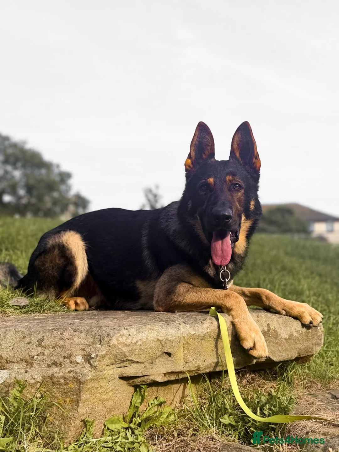 German Shepherd dogs for sale: Exceptional Homebred Ex-Police Working Male - Advert 2