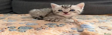 British Shorthair Kitten 2