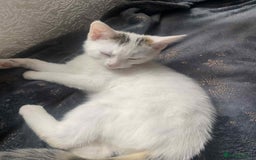 Mixed Breed cats for sale: 2 female kittens for sale - Image 3