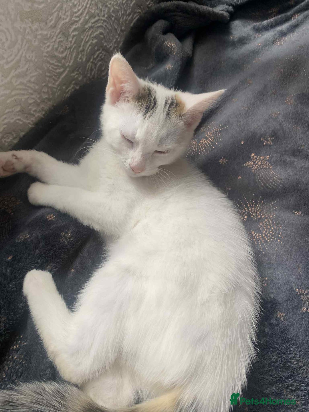Mixed Breed cats for sale: 2 female kittens for sale - Image 3