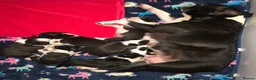Boston Terrier dogs for sale: Exceptional puppies. Extensively tested parents.   - Advert 15