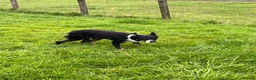 Border Collie dogs for sale: Grey and white collie pups  in Girvan - Advert 8