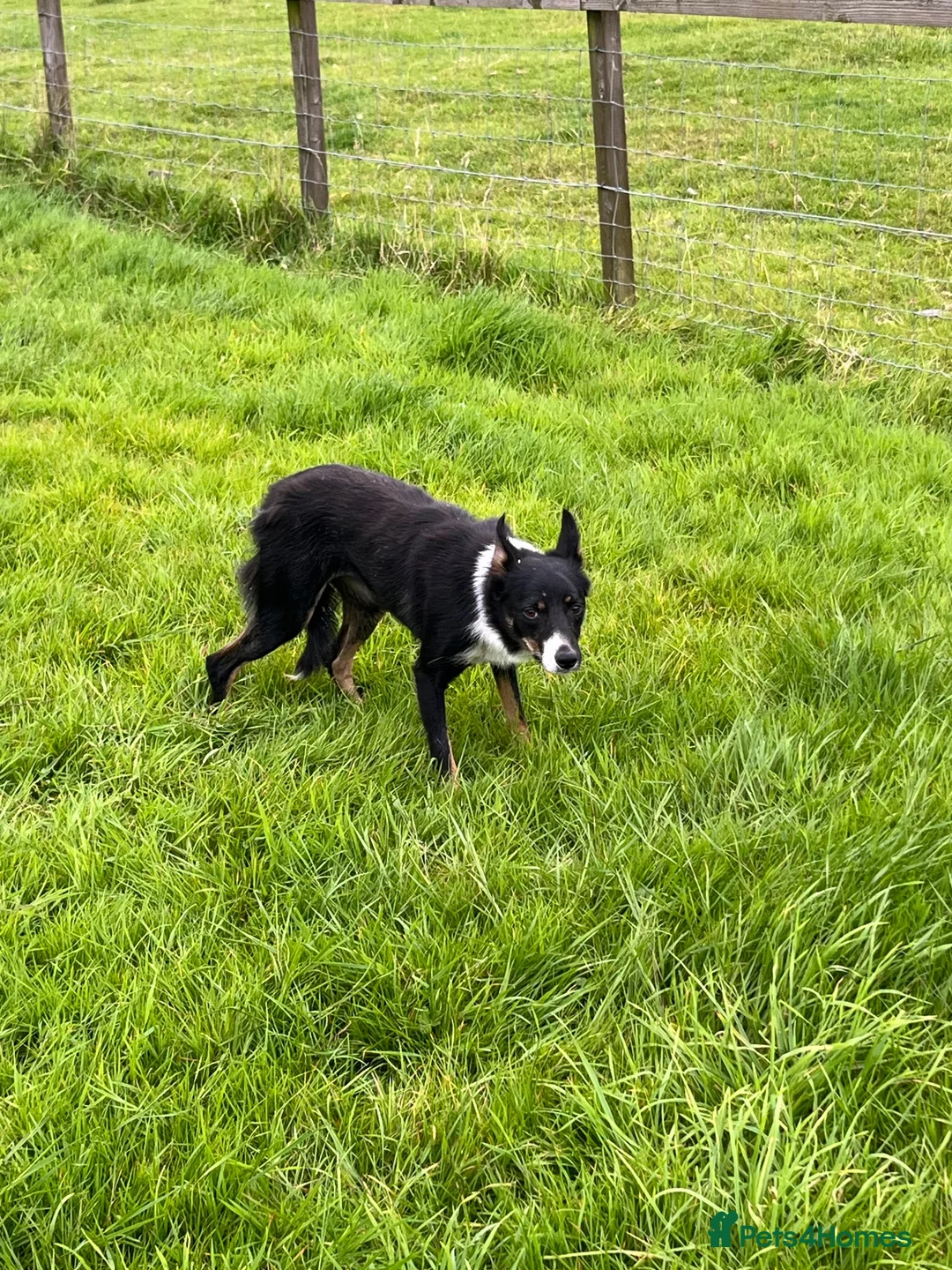 Border Collie dogs for sale: Grey and white collie pups  in Girvan - Advert 8