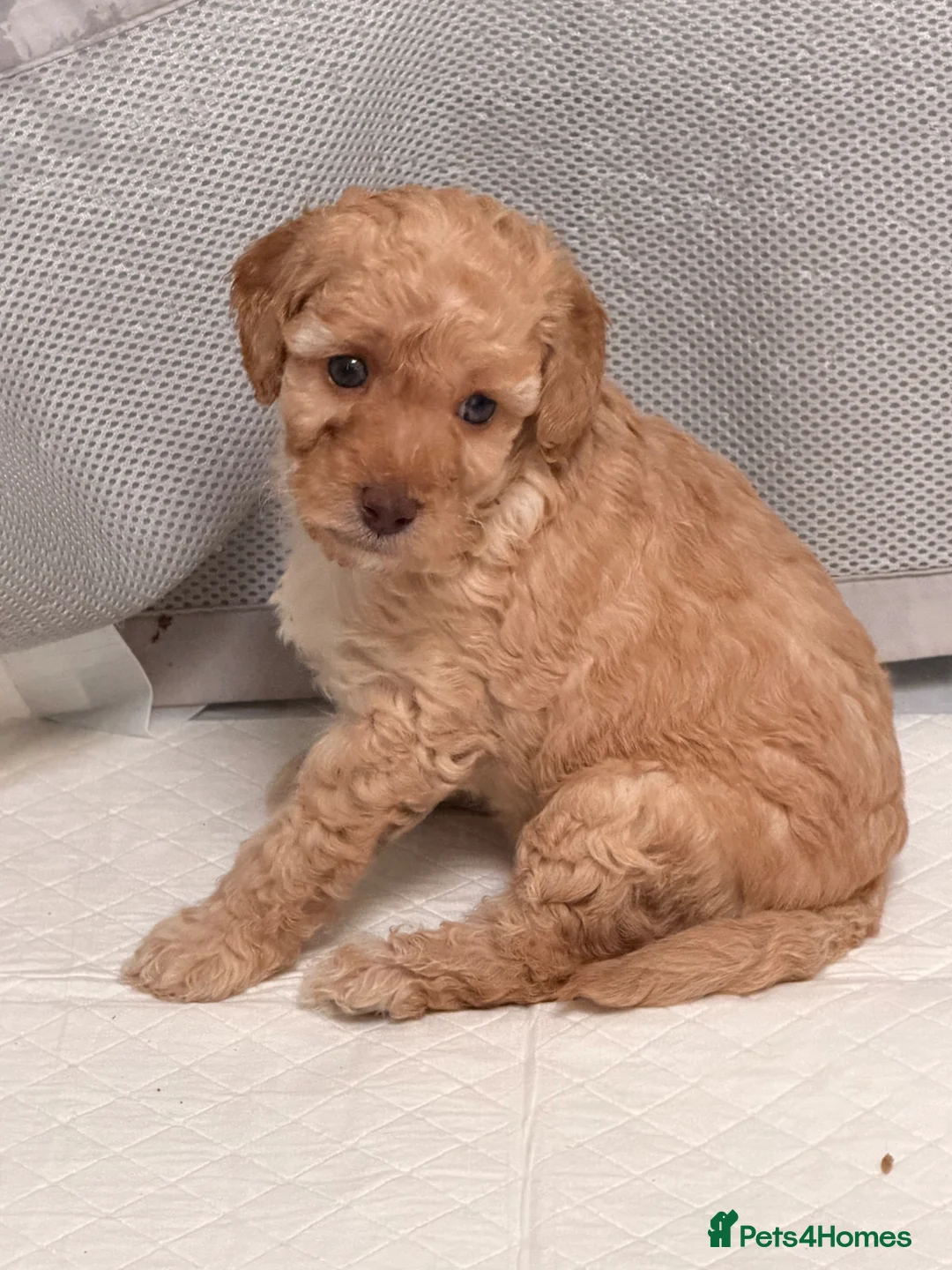 Cockapoo dogs for sale: F2b cockapoo puppies  - Advert 2