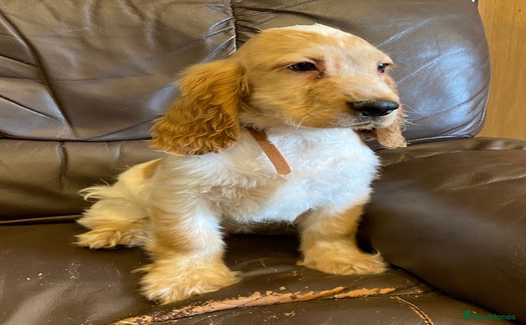 Cocker Spaniel dogs - Advert 3