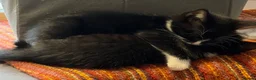 Mixed Breed cats for sale: Adorable kittens  - Advert 5