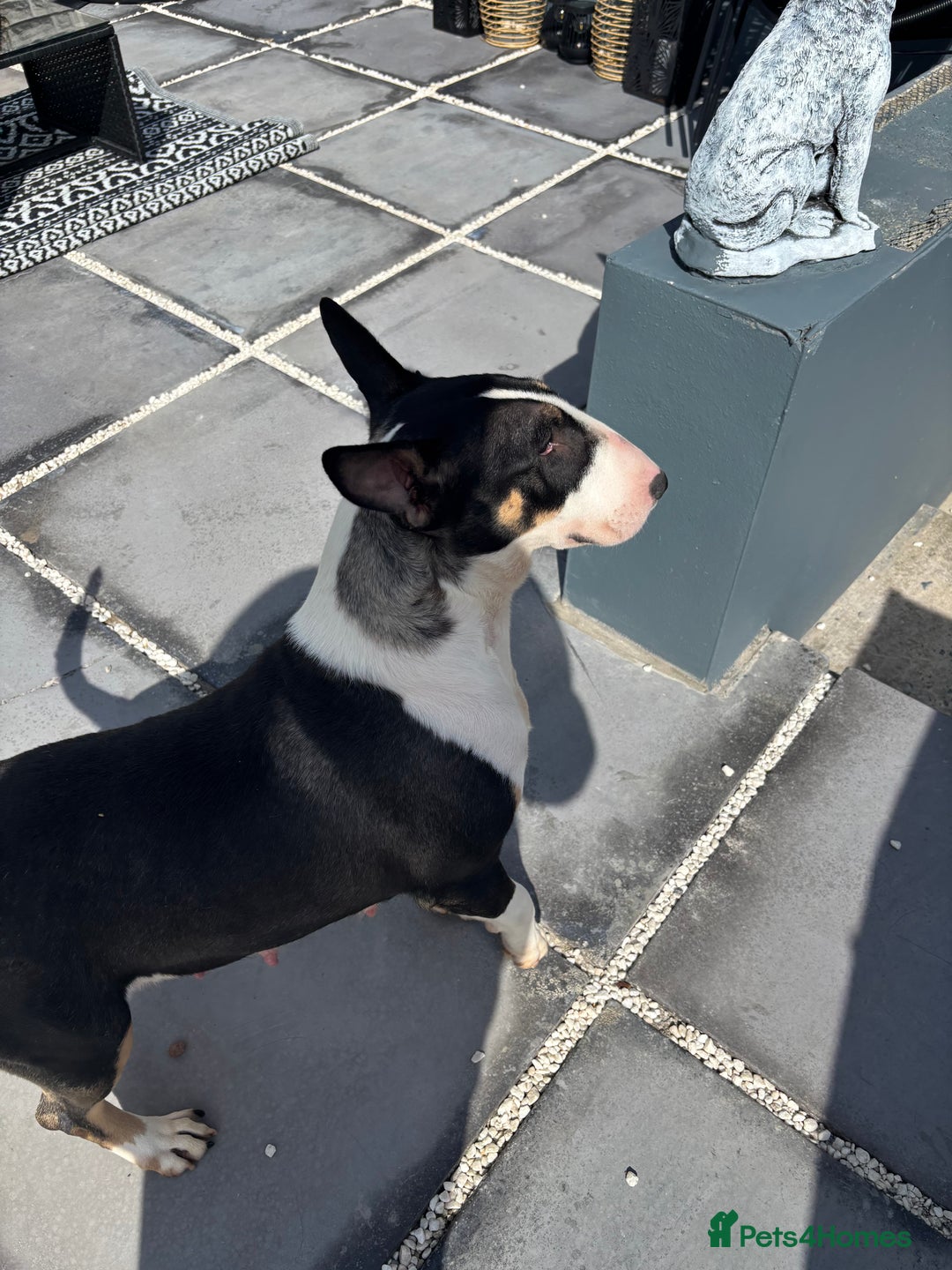 English Bull Terrier dogs for sale: Champion line bull terriers  - Image 5