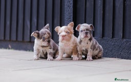 French Bulldog dogs for sale: Fluffy frenchies  - Image 13