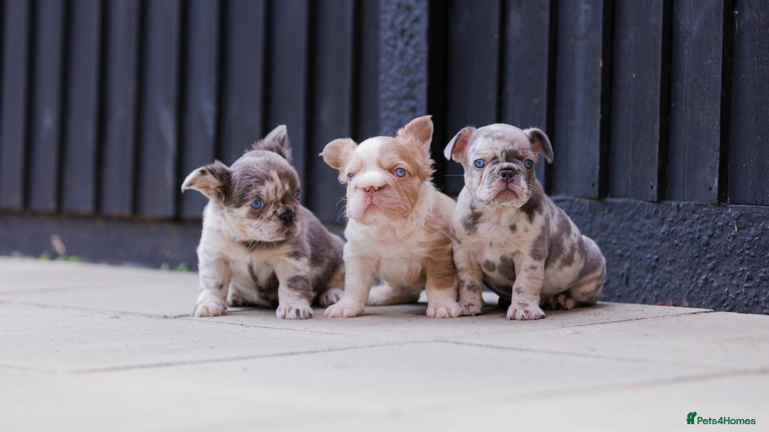 French Bulldog dogs for sale: Fluffy frenchies  - Image 13