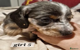Dachshund dogs for sale: 7 beautiful dachshunds puppys - Image 29