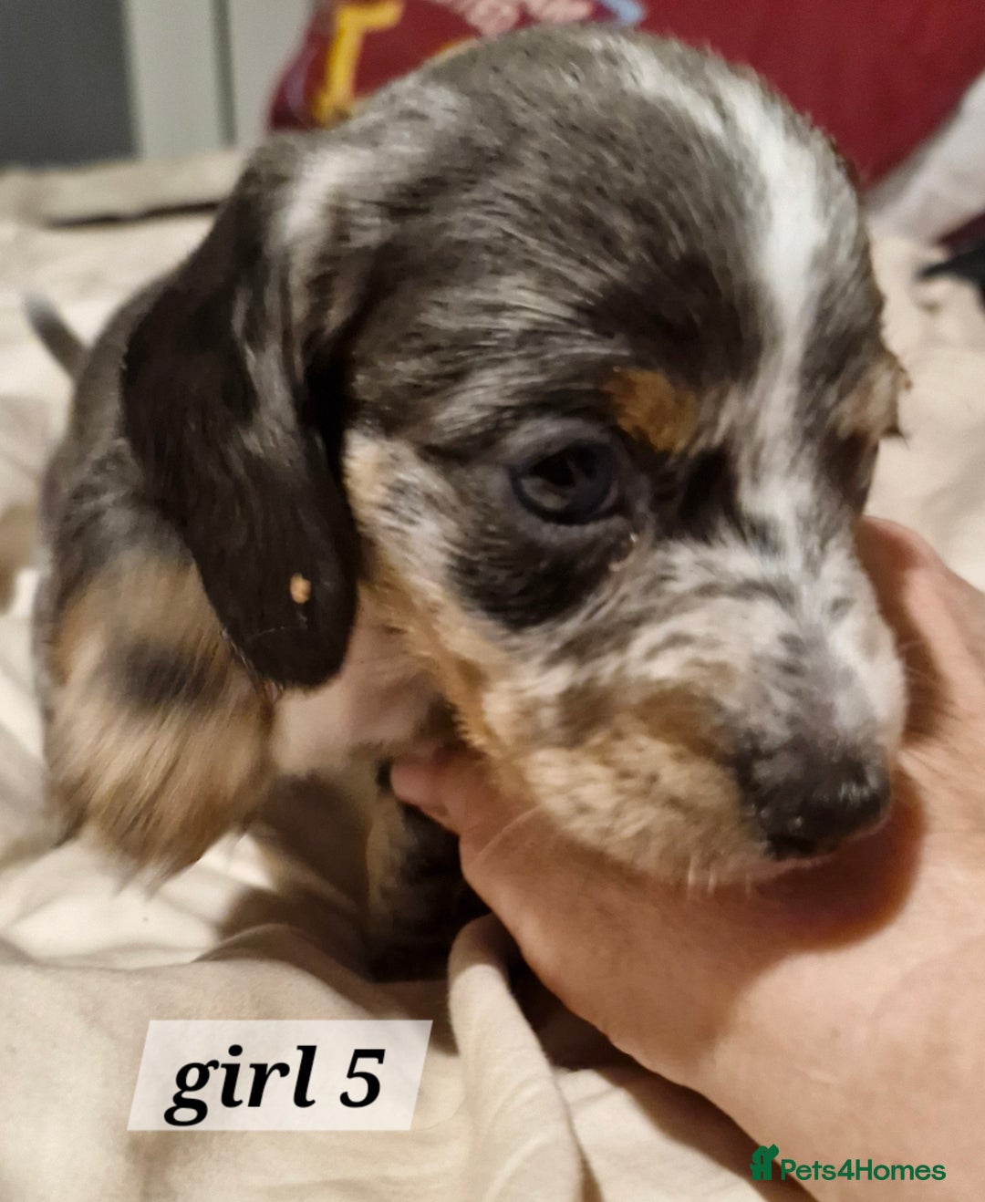 Dachshund dogs for sale: 7 beautiful dachshunds puppys - Image 29