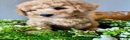 Poochon dogs for sale: Ready now Stunning mini F1 health tested Poochons - Advert 5