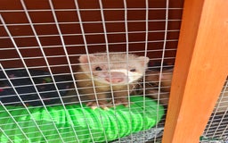 Ferret rodents for sale: 2 x male ferrets - Image 6