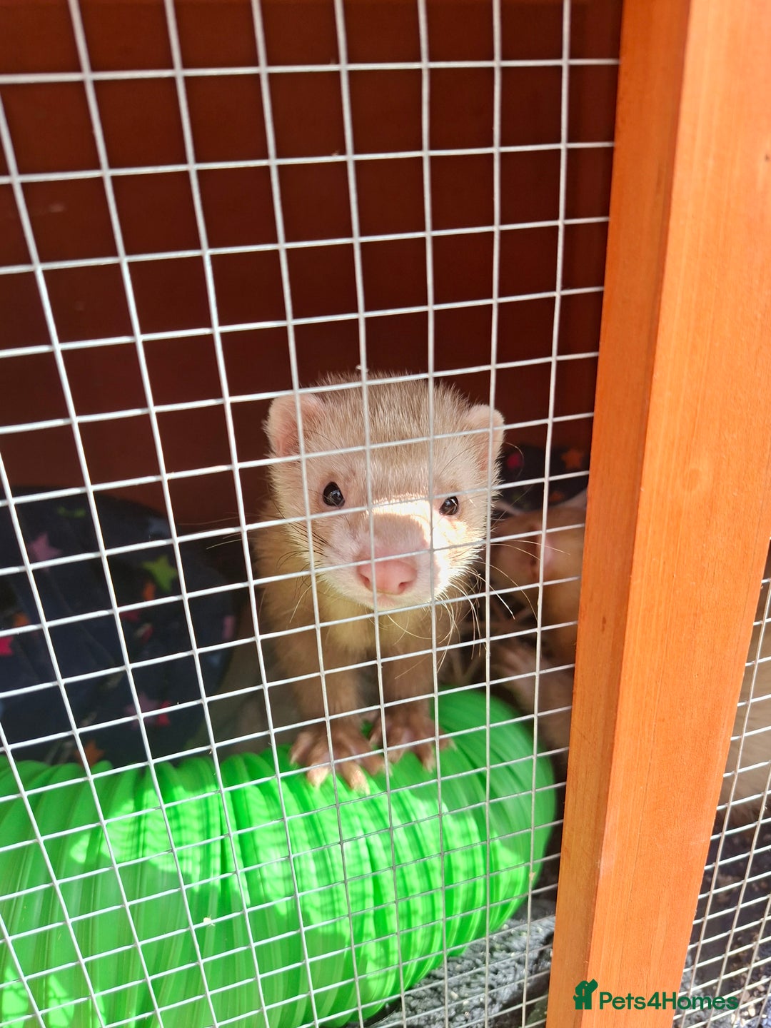 Ferret rodents for sale: 2 x male ferrets - Image 6