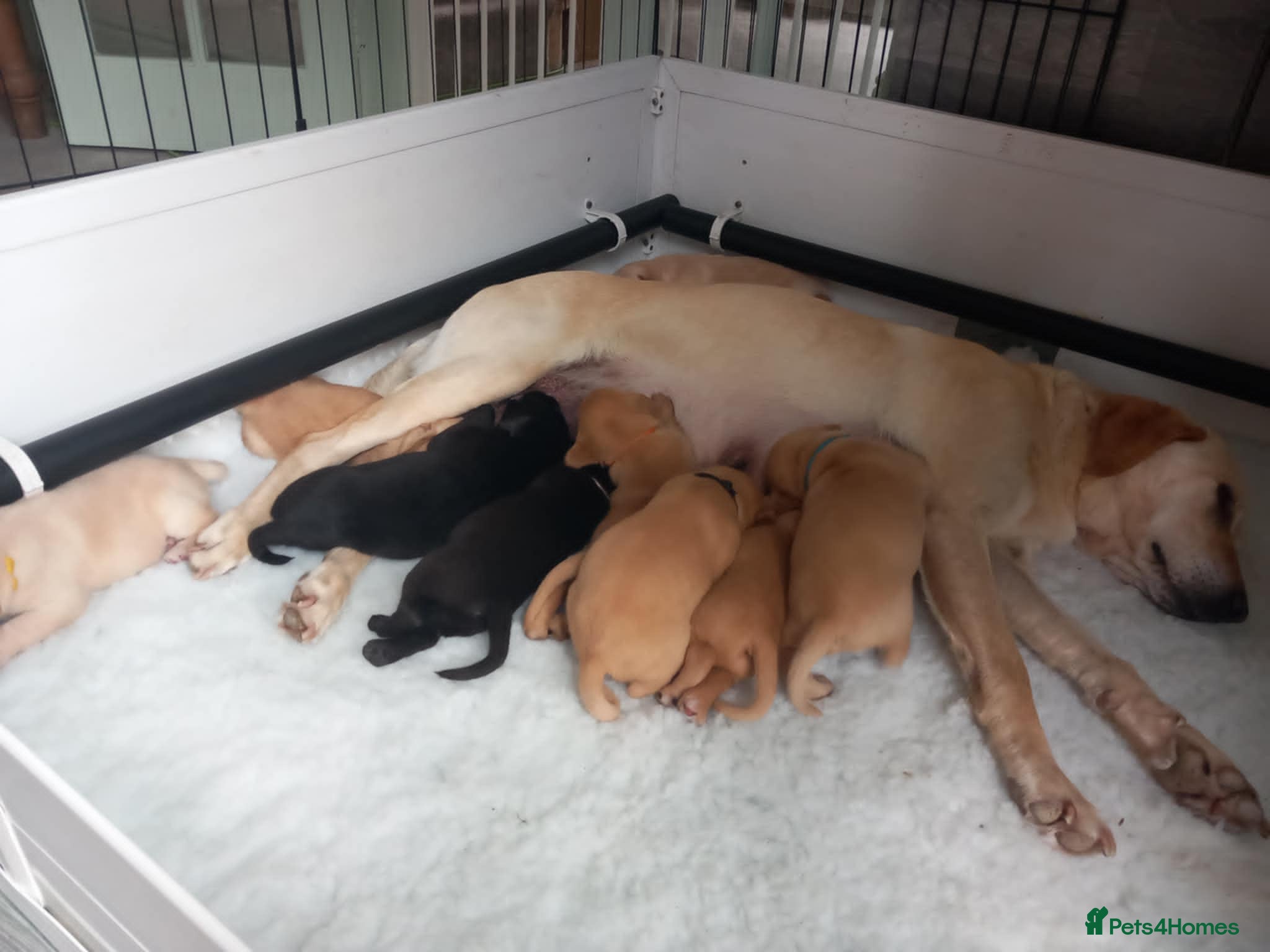 Labrador Retriever dogs KC reg, DNA tested working Labrador puppies - Advert 2