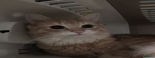 Bibble 