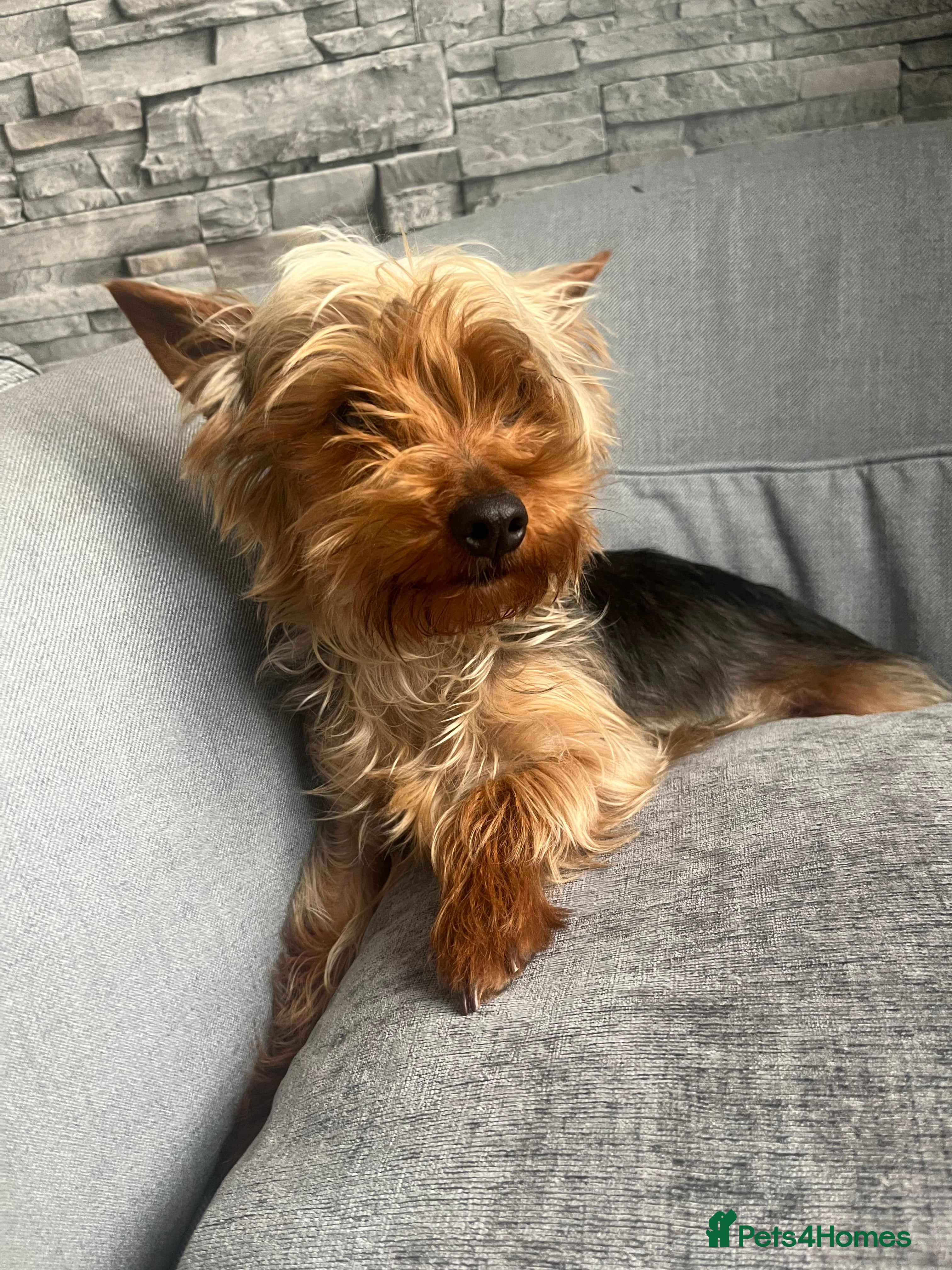 Yorkshire Terrier dogs for sale: Yorkshire terrier 1 year old girl  - Advert 5
