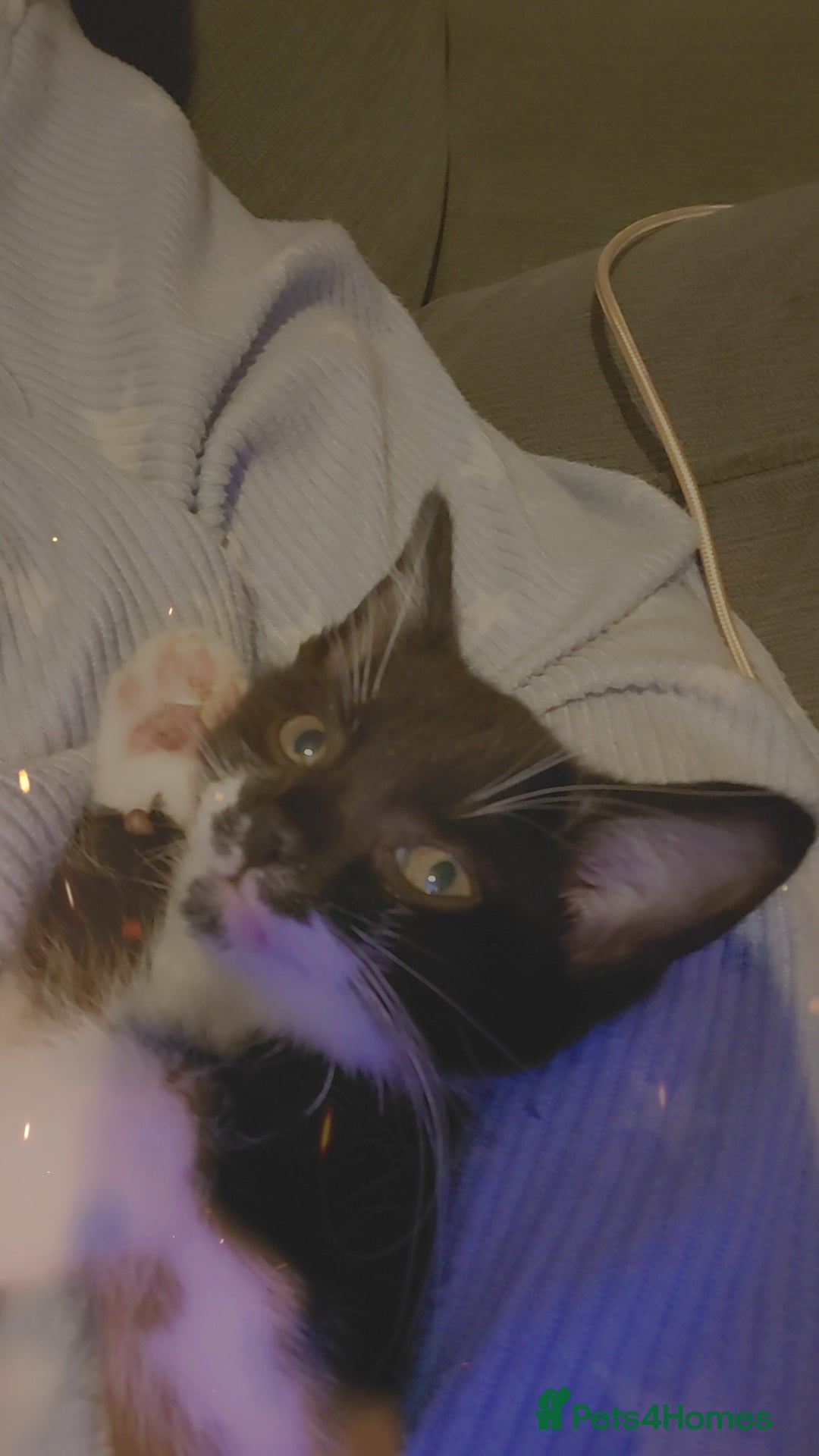 Mixed Breed cats for sale: Female kitten - Image 9