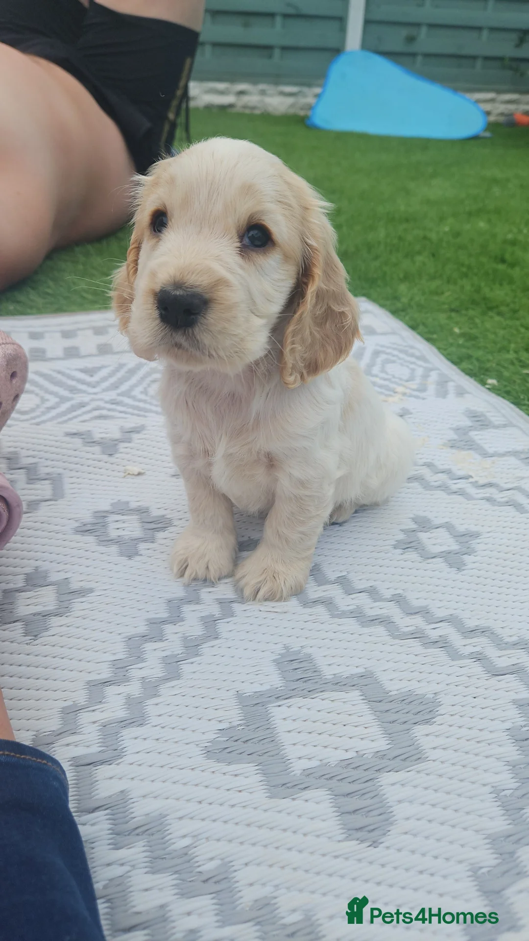 Cocker Spaniel dogs for sale: Unbelievable show type cocker spaniel babies  - Advert 2