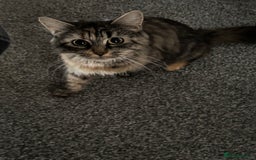 Mixed Breed cats for sale: 3 tabbie kittens looking for their forever homes - Image 15