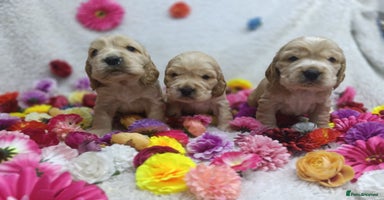 Cocker Spaniel dogs - Advert 5
