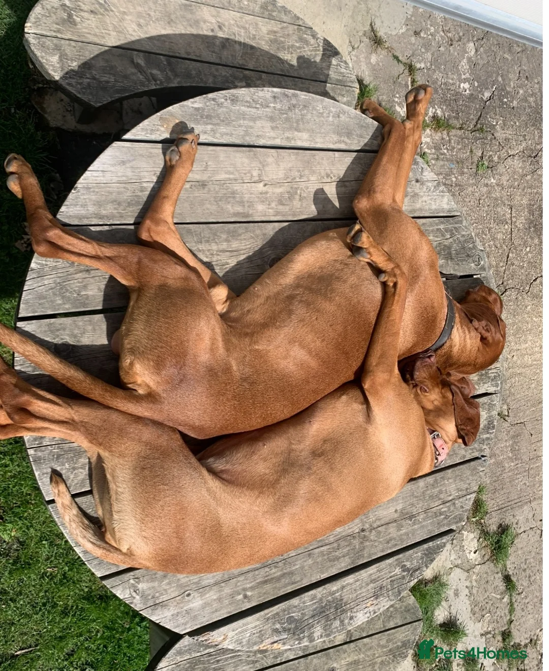 Hungarian Vizsla dogs for stud: Proven Hungarian championship blood line in Llantwit Major - Advert 18