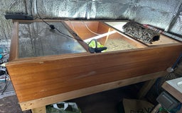 Tortoise reptiles for sale: Two Friendly Female Spur- thighed tortoises.  - Advert 4