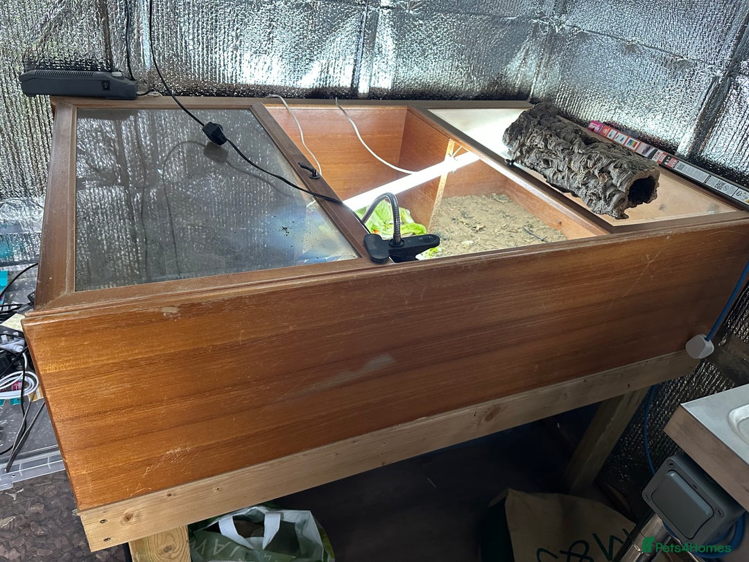 Tortoise reptiles for sale: Two Friendly Female Spur- thighed tortoises.  - Advert 4