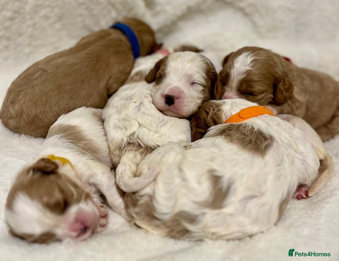 Cavapoo dogs for sale: F1B cavapoo puppies-extensively health tested - Advert 18