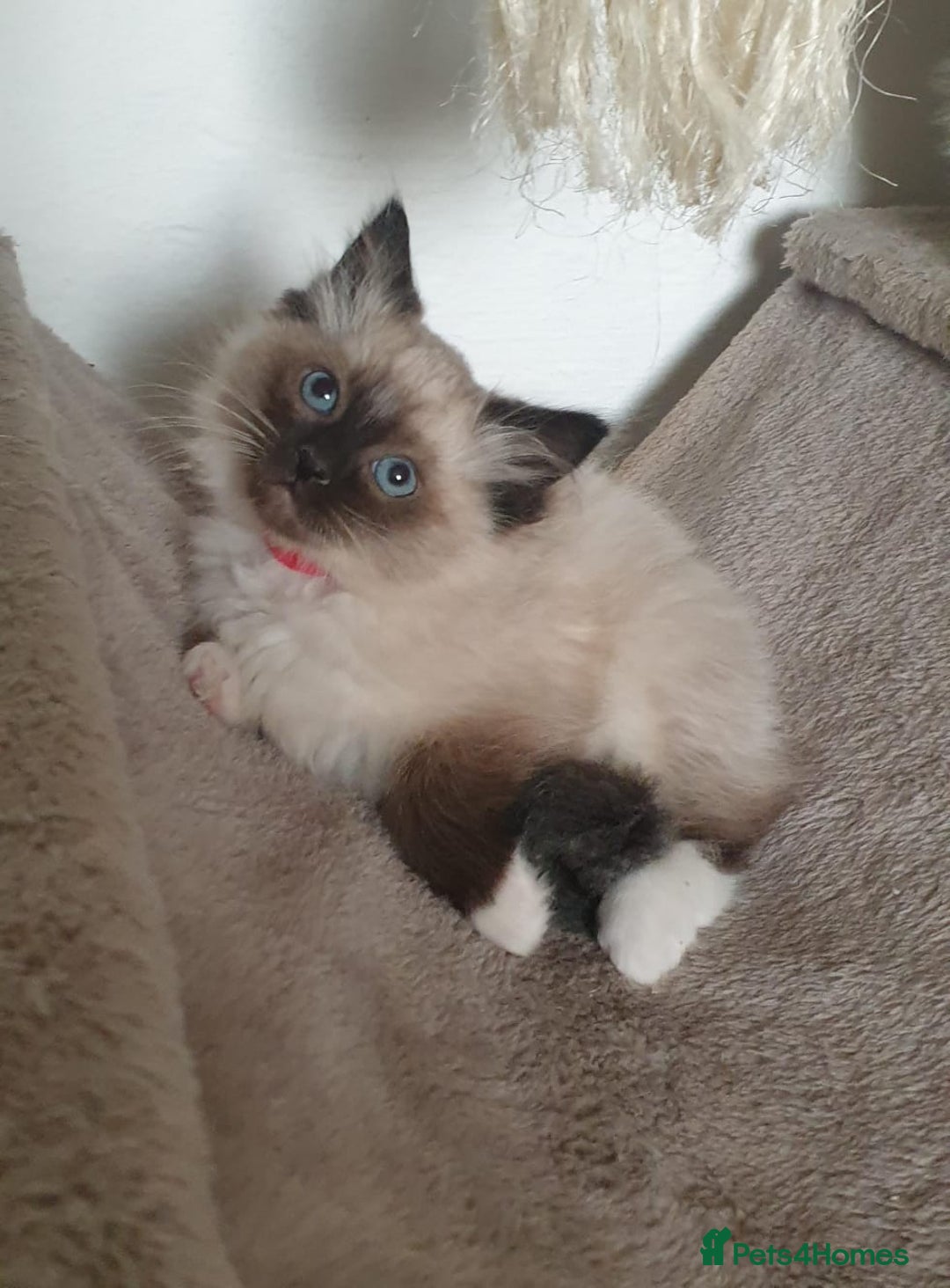 Ragdoll cats for sale: Stunning GCCF Registered Ragdoll Kittens. - Advert 16