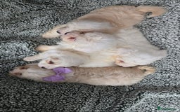 Mixed Breed dogs for sale: Bichon puppies  - Image 3