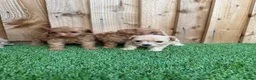 Cockapoo dogs for sale: 🐾 Adorable F1BB Teddy bear toy cockapoos 🐾 - Advert 9