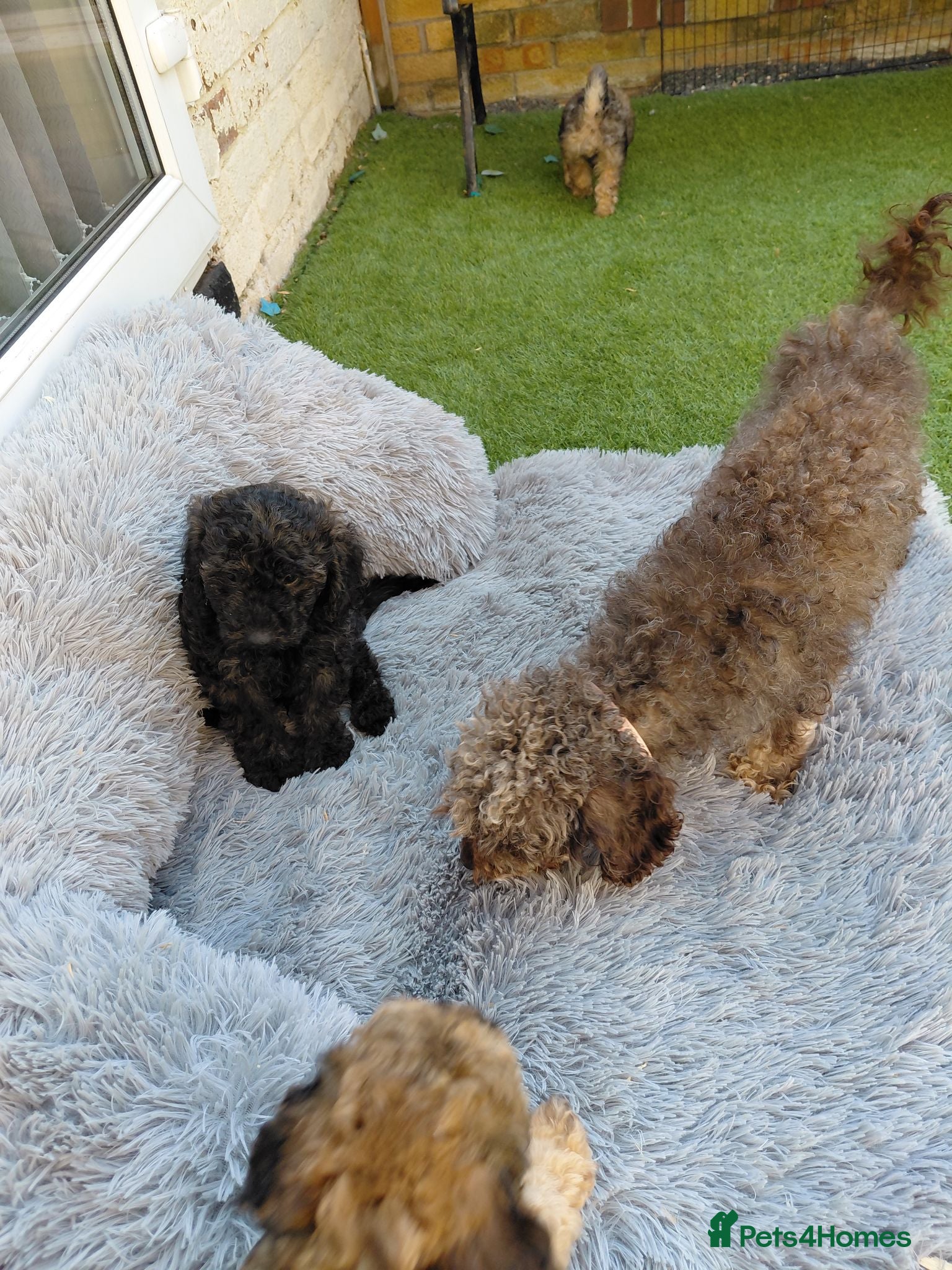 Maltipoo dogs CHOCOLATE & TAN MALTIPOO - Advert 1
