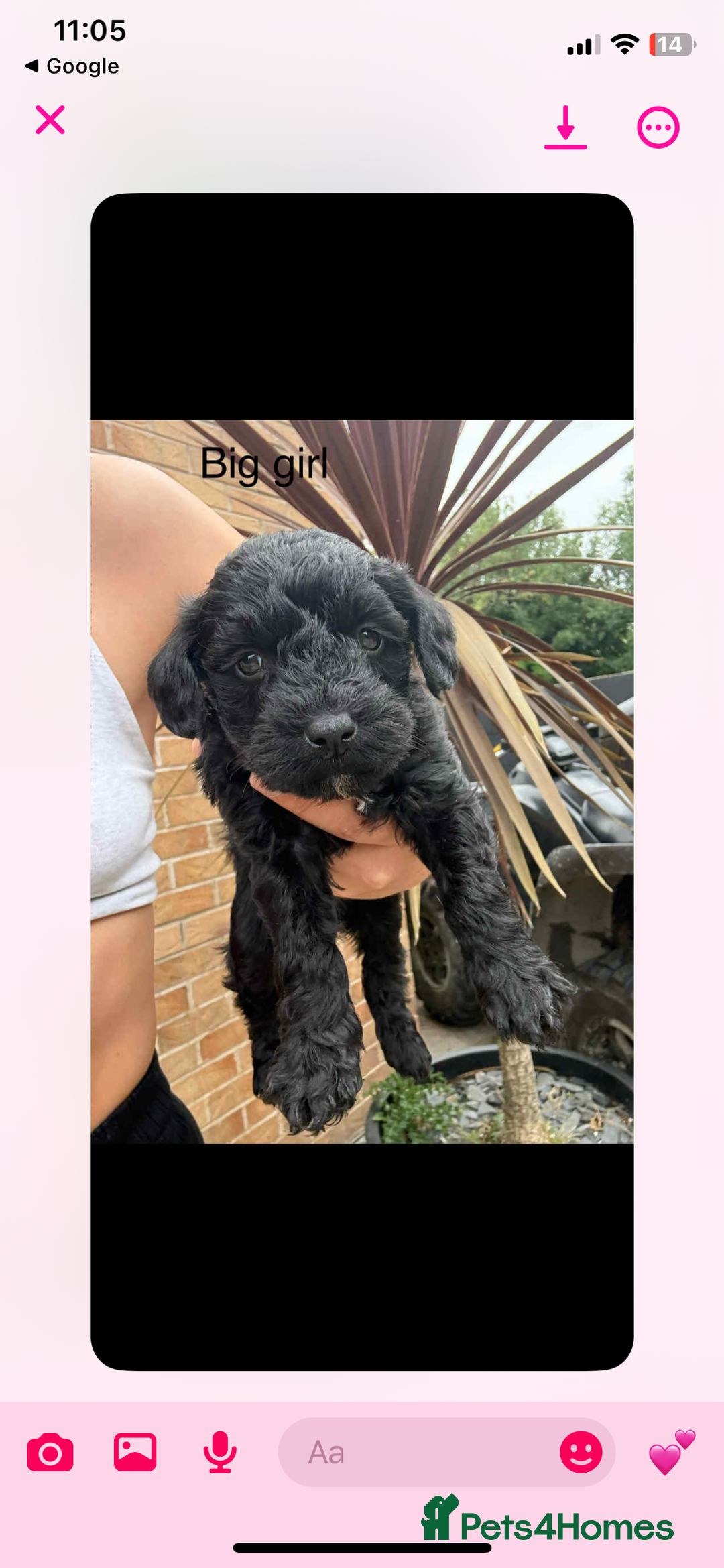 Mixed Breed dogs for sale: Schnoodle - Image 3