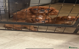 Cavalier King Charles Spaniel dogs for sale: DNA clear cavalier puppies ready now  - Image 9