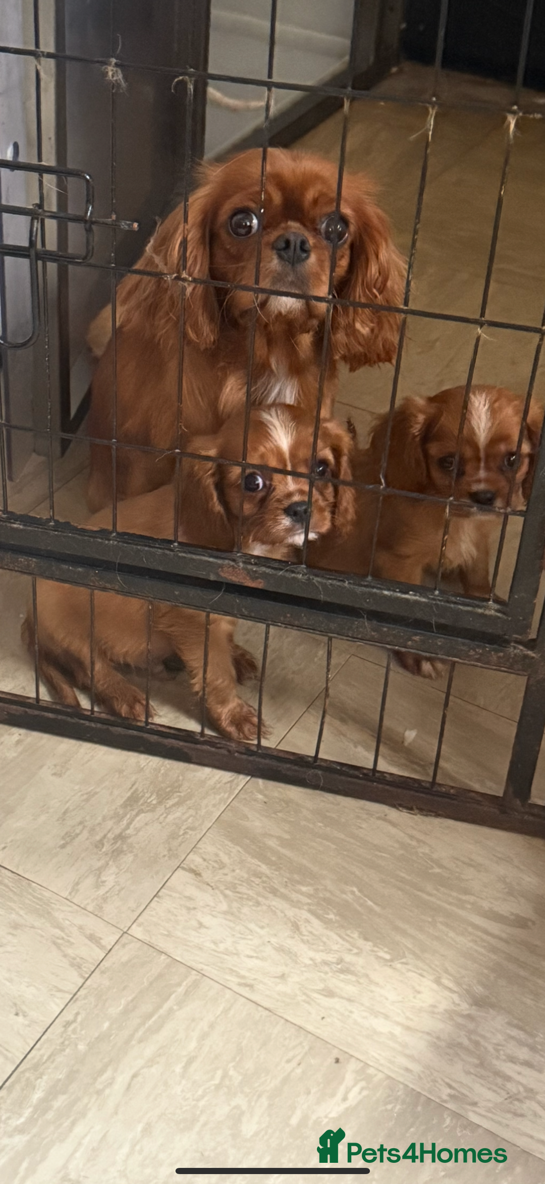 Cavalier King Charles Spaniel dogs for sale: DNA clear cavalier puppies ready now  - Image 9