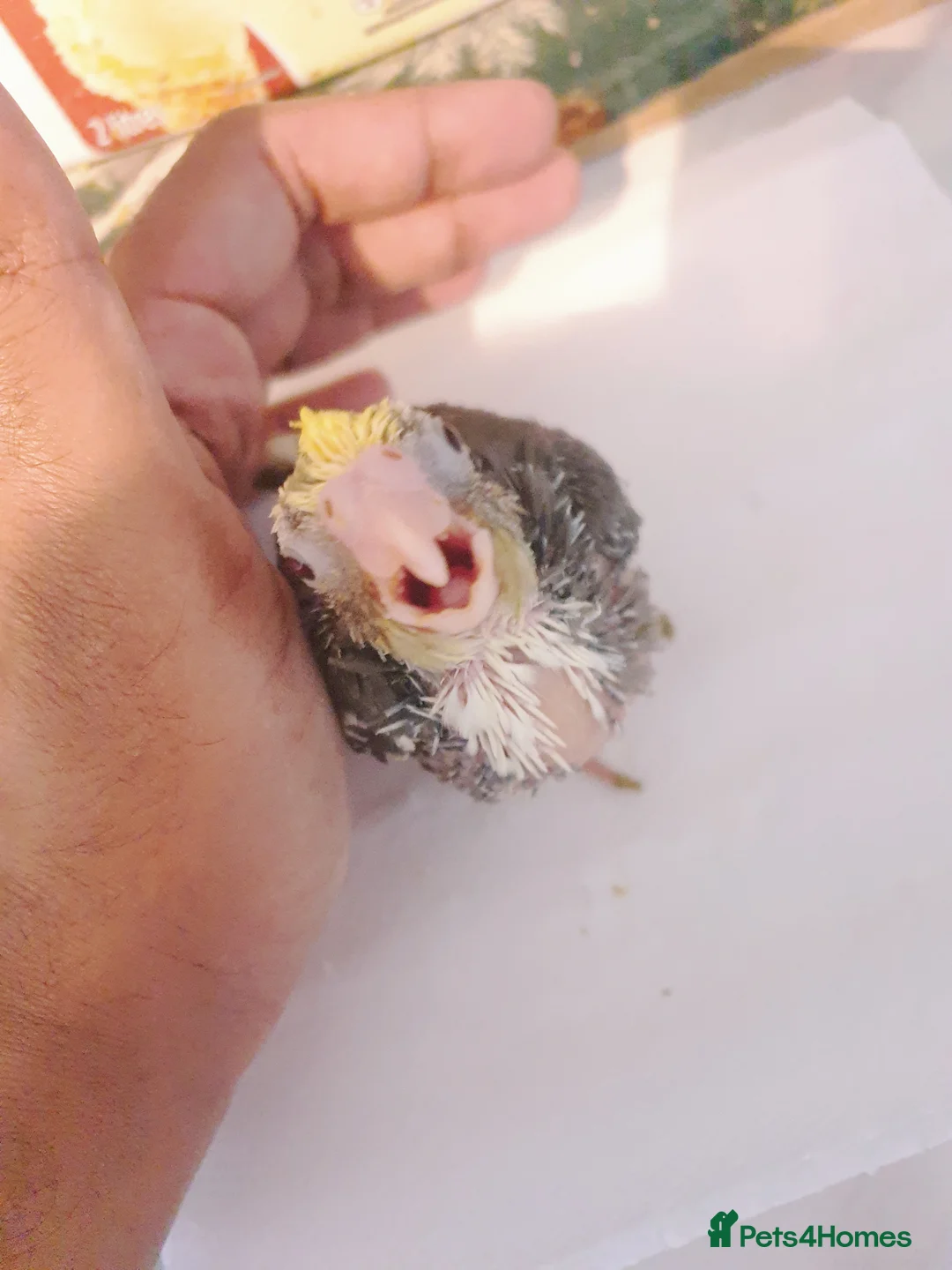 Cockatiels birds for sale:  hand reared baby cockatiels, new available Now* - Advert 7