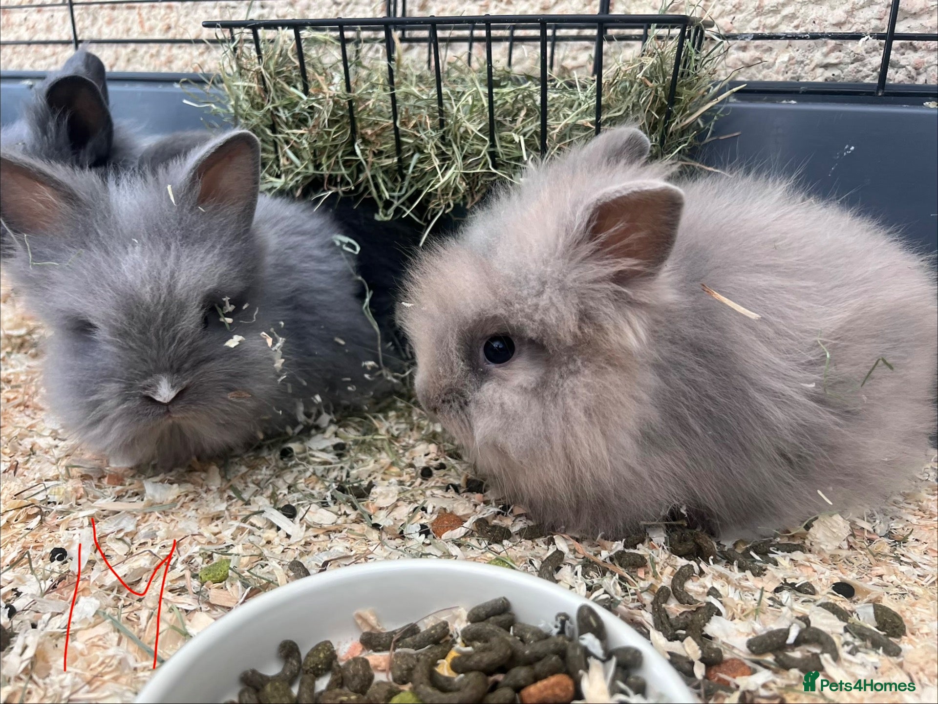 Lionhead rabbits Beautiful Double Lionhead Baby Rabbits  - Advert 1