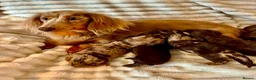 Miniature Dachshund dogs for sale: Fabulous Litter of Long haired dachshund puppies  - Advert 5
