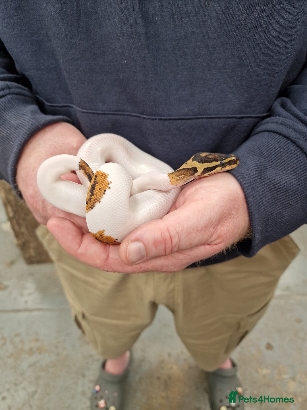 Snake reptiles for sale: 9 month old royal python plus complete set up - Image 16