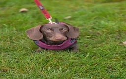 Miniature Dachshund dogs for sale: Dachshund Sad Rehome  - Image 12