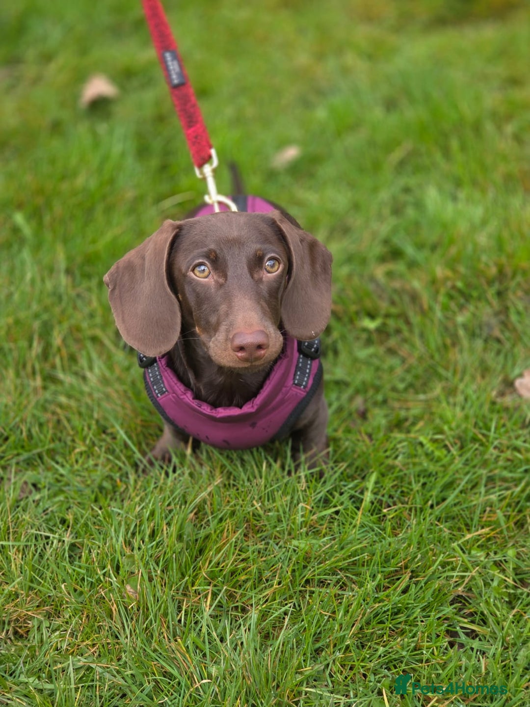 Miniature Dachshund dogs for sale: Dachshund Sad Rehome  - Image 12