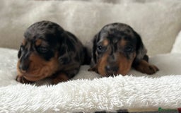 Miniature Dachshund dogs for sale: 1 boy left beautiful silver dapple boys  - Image 4