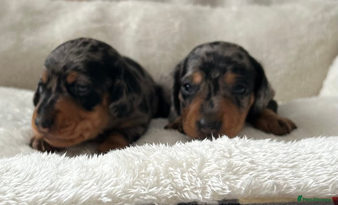 Miniature Dachshund dogs for sale: 1 boy left beautiful silver dapple boys  - Image 4