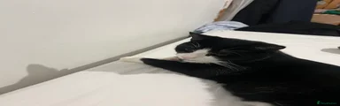 Mixed Breed cat