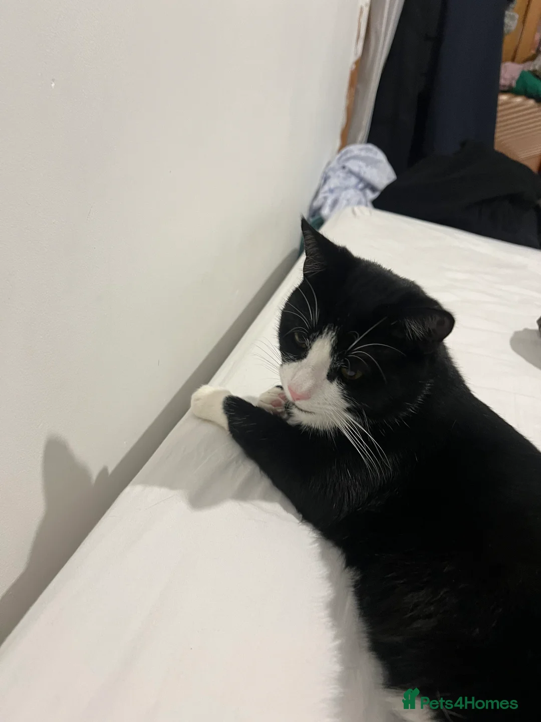 Mixed Breed cats for sale: Mix breed kitten  in Aylesbury - Advert 2