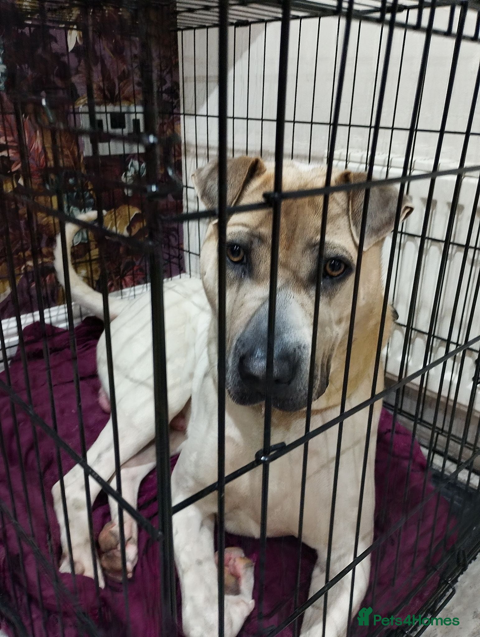 Mixed Breed dogs Ronnie  - Advert 1